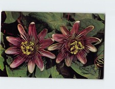 Cartolina Fiore della Passione