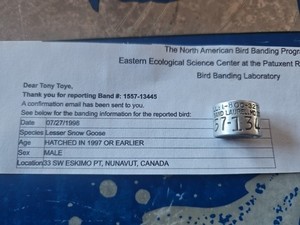 1998 100% ESKIMO PT NANAVUT CA SNOW Goose CALL 800 327 Band 1557 Duck Bird Leg