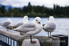 Digital Image Picture Photo Wallpaper Background Desktop Seagull Nature