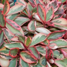 Peperomia Plant Live, Easy Care Trailing Houseplant, 4-6 Inch Tall