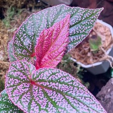 Pink Polka Dot Begonia Angel Wing Maculata Live Plant, 5-9