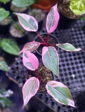 Philodendron Rosa Rosa Variegada Raro Filodendro Variegado Rosa Tropical