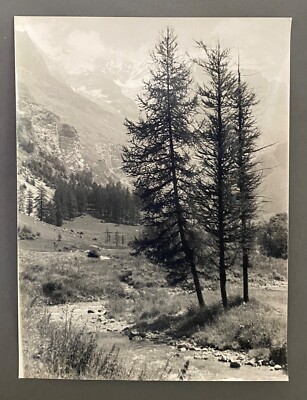 Bernard Darot 20th Century Fir in the Mountain Film Photo H6390