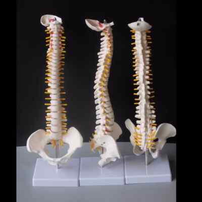 45CM Human Spine with Pelvic Model Human Anatomical Anatomy Spine Medical Model