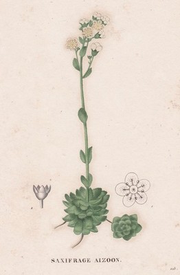 Saxifraga Aizoon Steinbrech flower Botanic Kupferstich engraving Saint-Hilaire