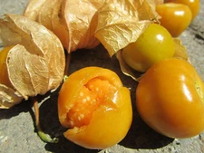 20 Seeds Aunt Molly's Ground Cherry ORGANIC Cape gooseberry Husk  Tomatillo