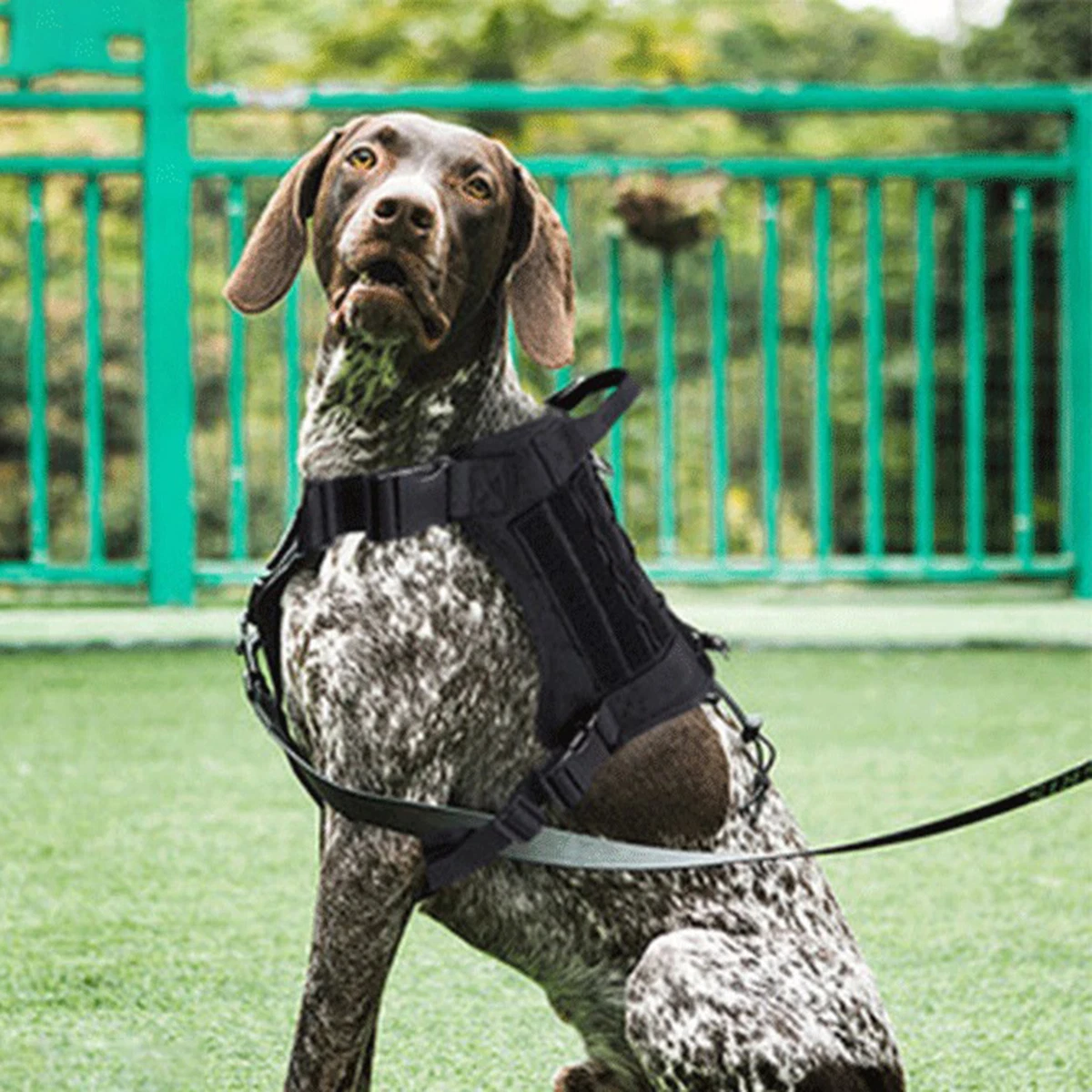 Pocket dog shoes top