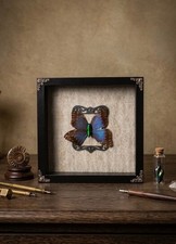 Cadre Papillon et insecte – Style Cabinet de Curiosités Entomologie Oddities