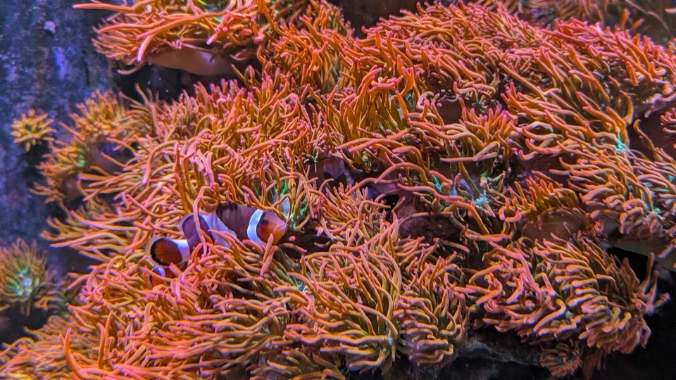 Arco-íris 🌈 Ponta de bolha anêmona 3-5" polegadas coral vivo RBTA tanque levantado - veja o vídeo - Imagem 3 de 4