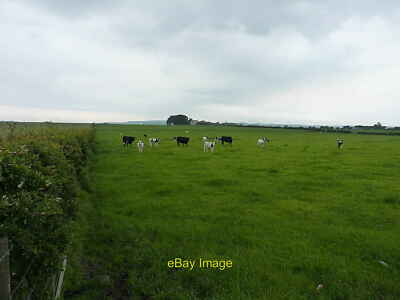 Photo 6x4 Cattle in a field south of Percival Farm Buckhaven Much the sam c2019