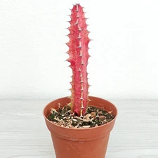 Succulent - Euphorbia Trigona Rubra : Red African Milk Tree - Plant In 4" Pot