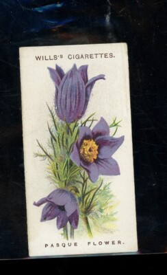 Will's Cigarettes Pasque Flower A series of 50 Alpine Flowers #41