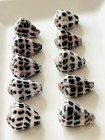 Hebrew Shell Pattern Top Hebrew cone shell from japan Shells of Okinawa 15mm to 18mm | eBay