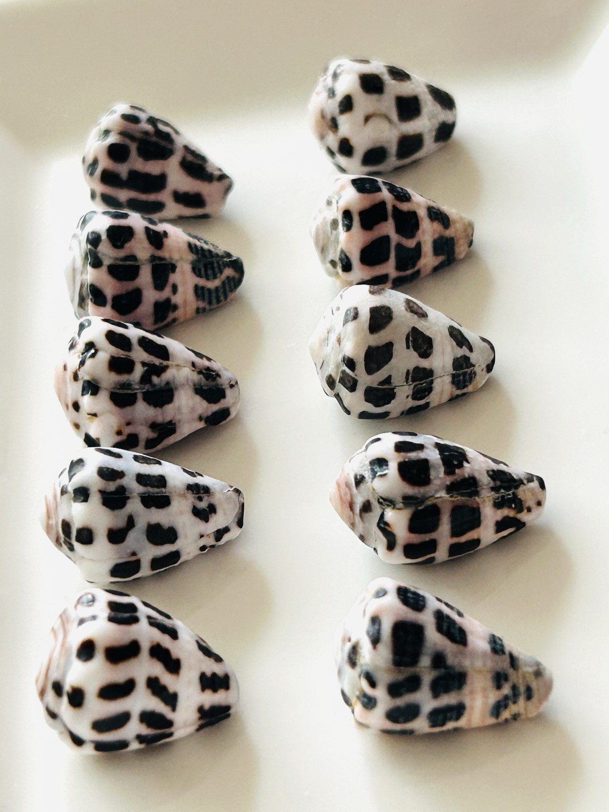 Concial Shell Hebrew cone shell from japan Shells of Okinawa 15mm to 18mm | eBay