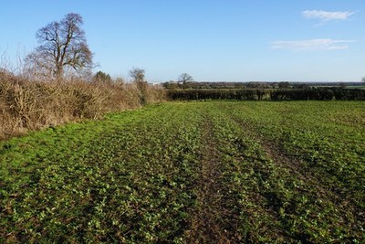 Foto A3 Ecke eines Feldes bei Brownsfields Farm Lichfield Ein heller Sieg c2017