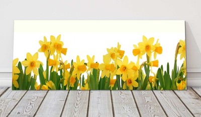 Frühling Narzissen Panorama Leinwandbild Blumen Wandbild Blumenbild