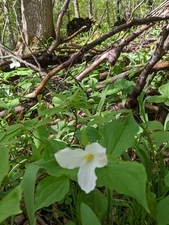  Great White Trillium - Trillium grandifolium. Lily Family. 15 seeds. $7.00