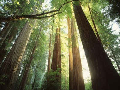 Wall Art Prints Redwood Forest by Jim Zuckerman, Places Decor, 16'' x 12''
