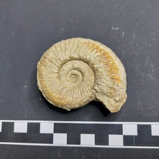Ammonit Perisphinctes Sengenthal Unt. Oxfordium Opf.