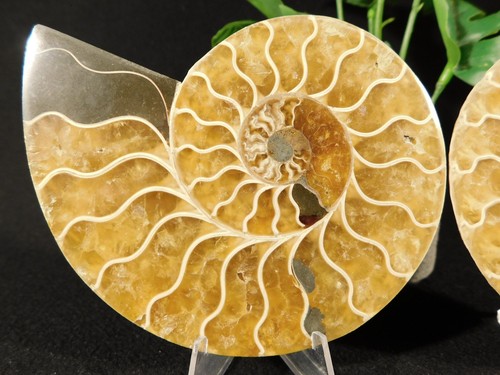 Big! Cleoniceras AMMONITE Fossil 100% Natural SPLIT & Polished Madagascar 263gr - Picture 10 of 12