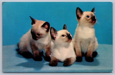 Postcard Three Siamese Kittens Animals