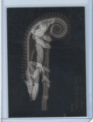 Mellers Chameleon 2024 Topps Allen & Ginter #XR-2 X-ray'd