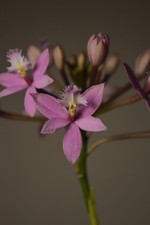 Miura Valley, Epidendrum Orchid, Live Plant Not In Bloom