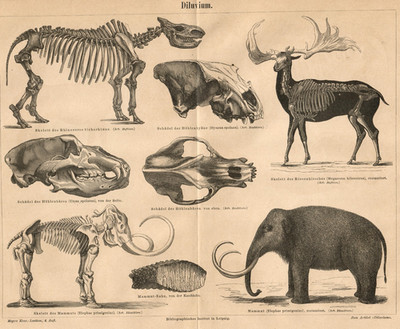 c1890 Meyers Antique Mammoth Fossil Print Full Page Diluvial Era