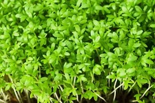 1000 Fine Curled PEPPERGRASS / PEPPERCRESS / WATERCRESS Lepidium Sativum Greens
