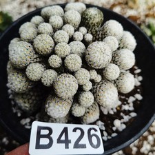 No roots-------Ariocarpus /Astrophytum myriostigma /gardening supplies