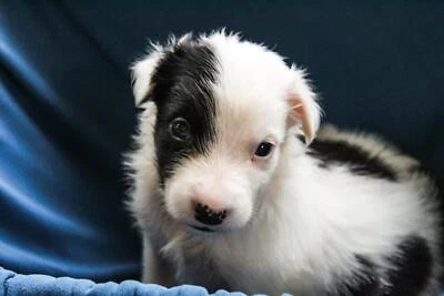 Purebred Long Haired Border Collie Pups Dogs Puppies