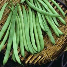 KENTUCKY WONDER POLE GREEN BEAN ORGANIC HEIRLOOM NON GMO 100+ SEEDS Food Plot