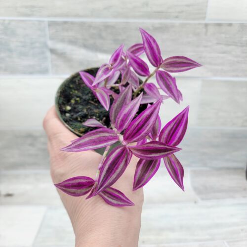 Tradescantia Zebrina Wandering Jew – Fast-Growing Trailing Plant in 4 inch pot - Picture 10 of 14