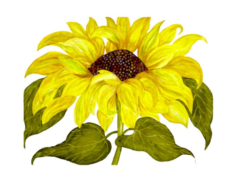 PAINTING WATERCOLOR 11X14 & DOUBLE MAT 16X20 FLOWER SUNFLOWER YELLOW BROWN GREEN