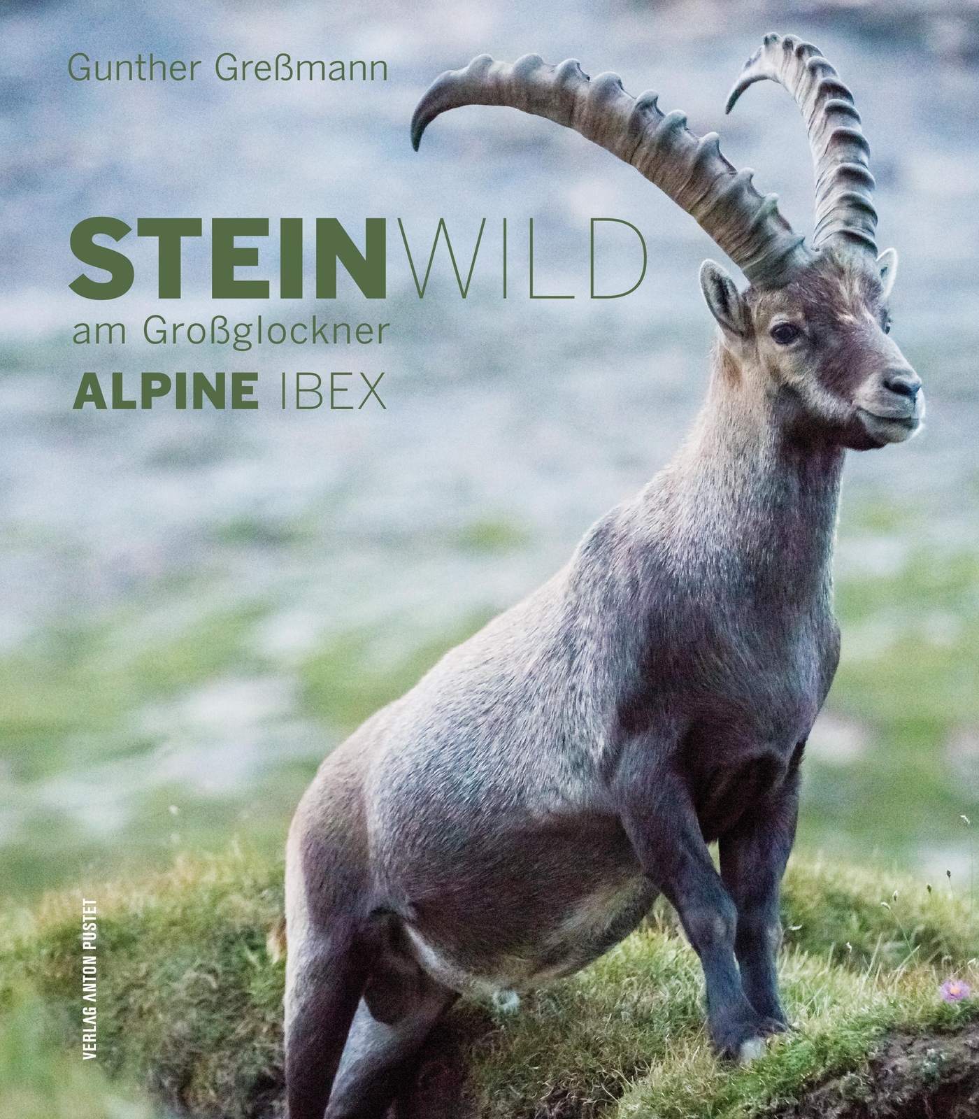 Steinwild Am Großglockner | Alpine Ibex | Gunther Greßmann | Buch |