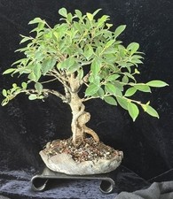 Ficus Retusa Shohin Bonsai