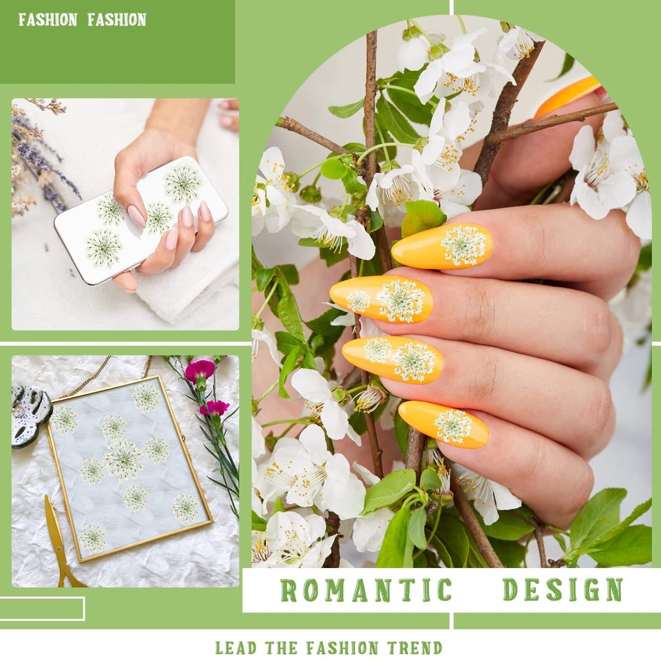 200 Pcs Pressed Dried Flowers for Resin Art Ammi Majus Natural Pressed