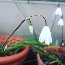 Acis autumnalis 'September Snow' in a 10cm Coir Pot (Like Snowdrops & Galanthus)