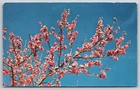 Flowers~Peache Blossom On Hondo Valley New Mexico~Vintage Postcard