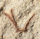 Extremely rare !! Oldest land plant fossil Silurian branched clubmoss lycopsid !