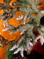 CCH Skywalker - Live Coral Frag SPS/Acropora