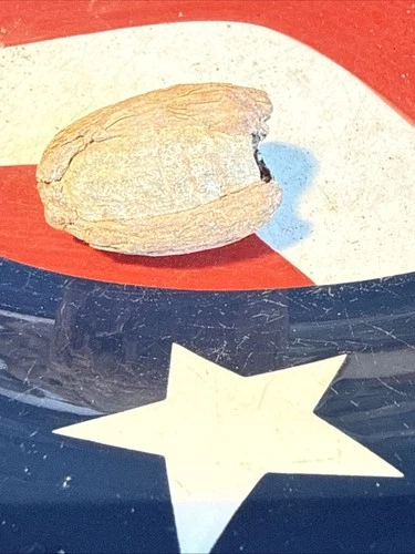 Dug Civil War 💥 🇺🇸 💣 Bullet In Wood Cold Harbor Va