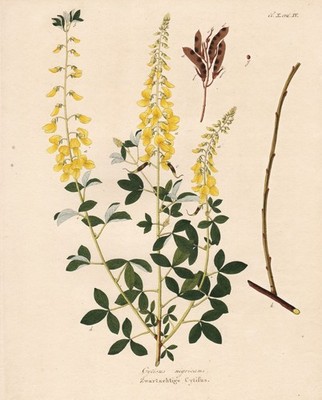 Cytisus nigricans Geißklee black broom botanical Botanik Kupferstich Krauss
