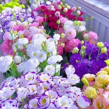 1000 Lisianthus Seeds for Planting, Mixed Color Eustoma Flower Seeds, Thornless