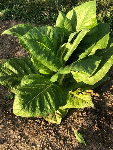 Tennessee Burley Tobacco Seeds approx 100 Non-GMO Free Shipping No Tracking Read - Picture 3 of 6