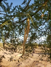 10 Velvet Mesquite Seeds Pods (Prosopis Velutina) Drought Tolerant Legume Seed