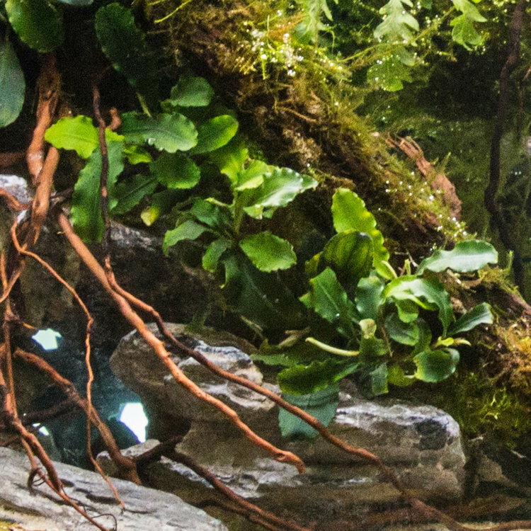 BUY 2 GET 1 FREE* Bucephalandra Various Rhizomes Buce Live