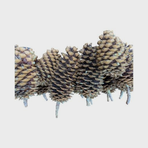 Set of 4 all natural Sugar Pine Pine Cones 9" From Oregon