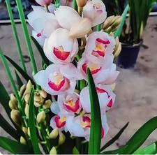 Cymbidium sp. 大花蕙兰  "日光(Sun Shine)",bloom size,4 pseudobulbs,2 yr old