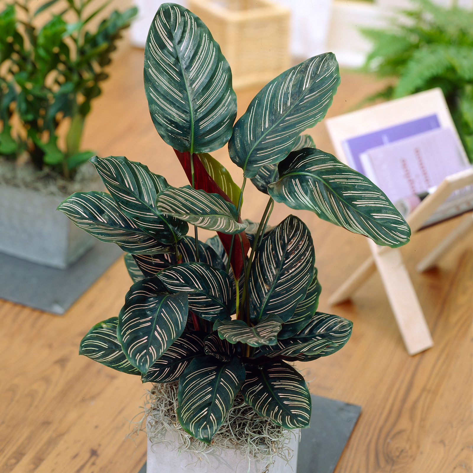 Fast-Growing Calathea Ornata | Unique Colourful 30-50cm Potted Plant